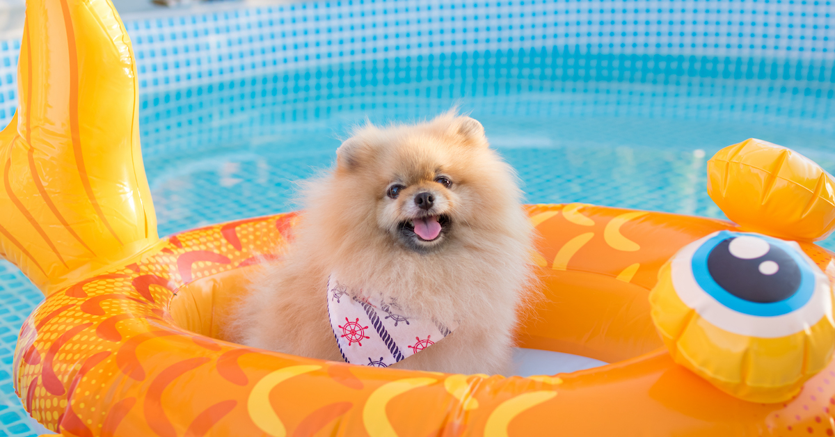 Pool Safety for Pets: How to Keep Your Dog Safe Around Water